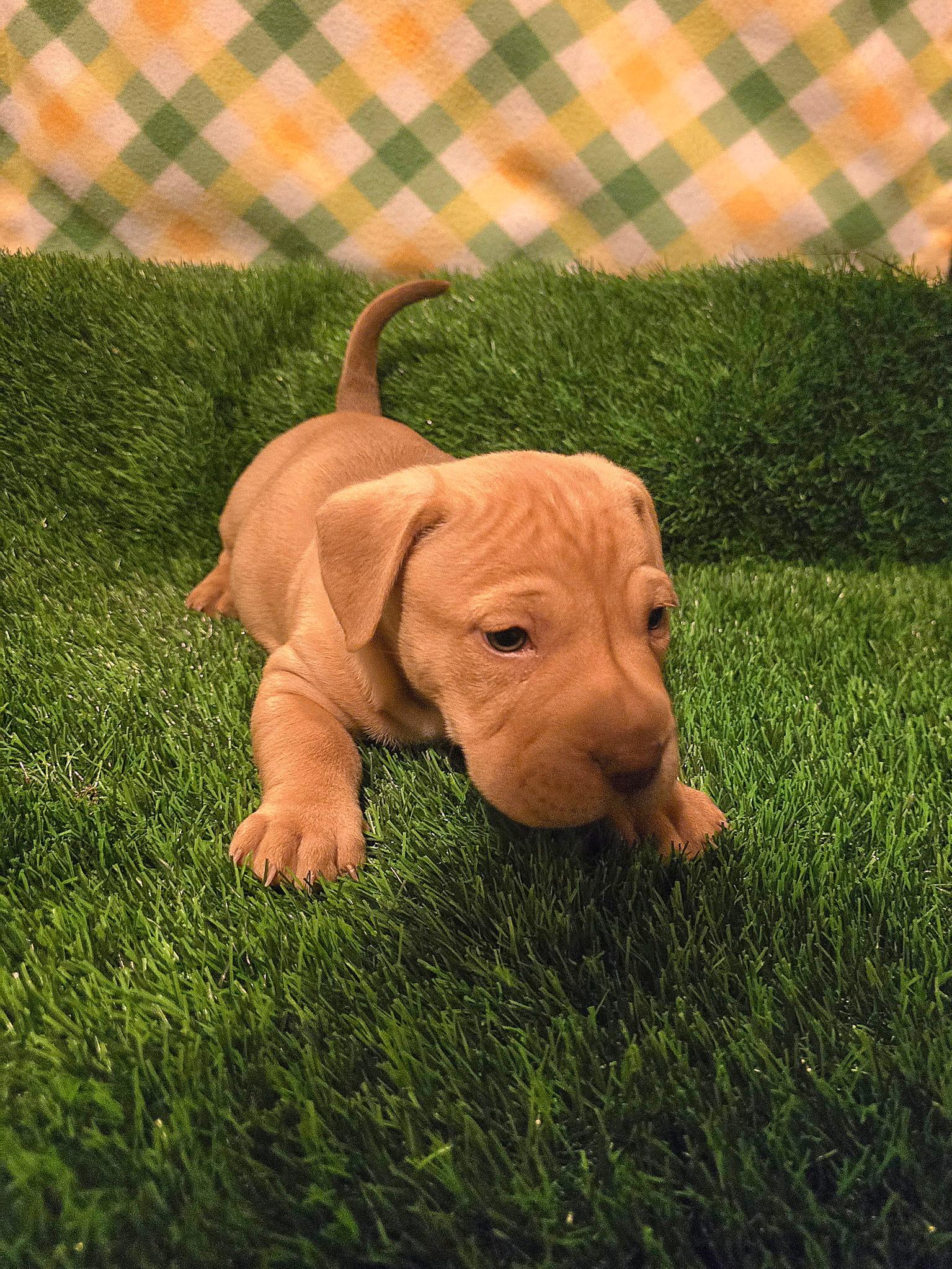 Enlarge Iron man , an adopted mixed breed in Hayward, CA image 5/6