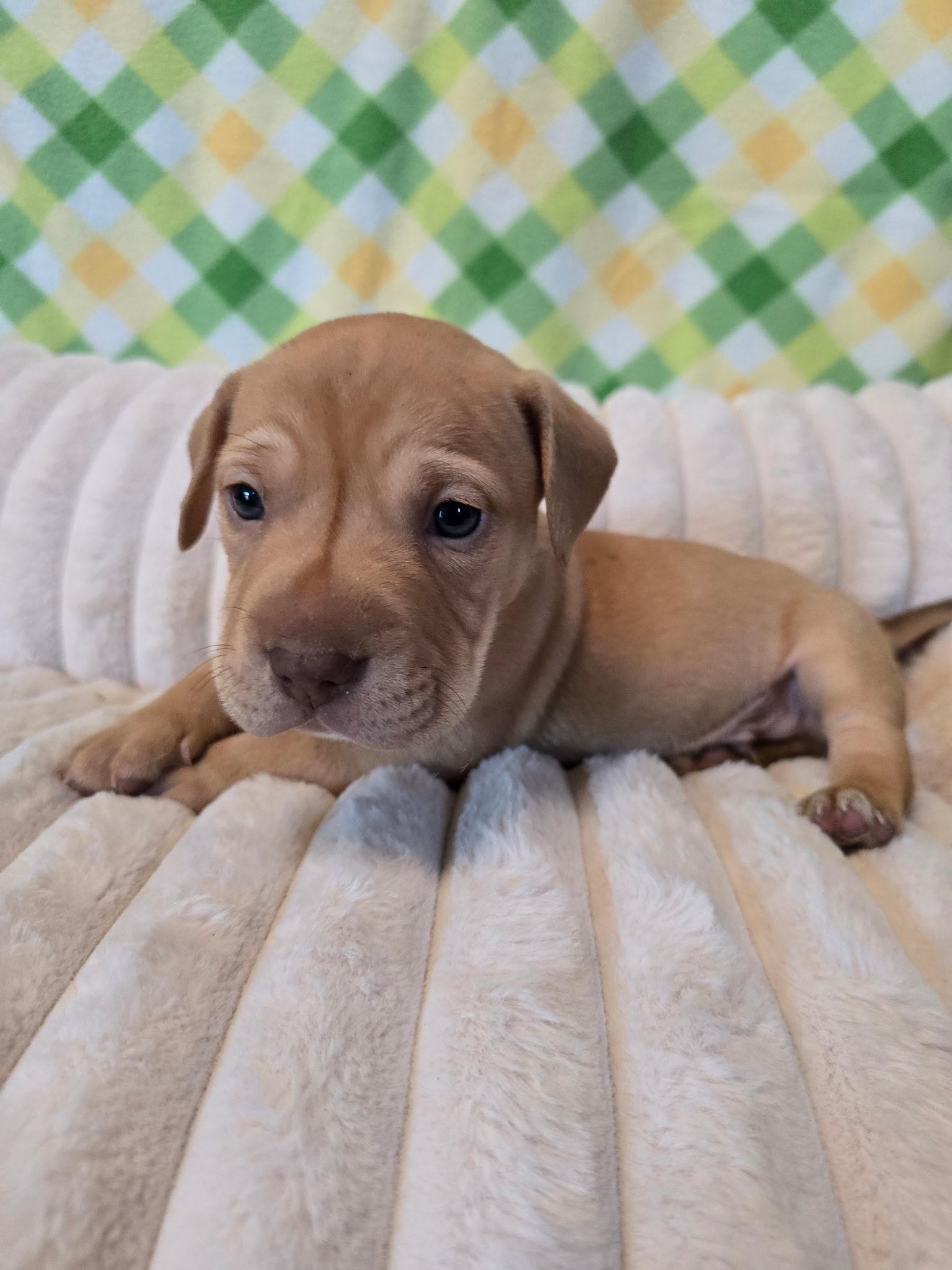 Enlarge Iron man , an adopted mixed breed in Hayward, CA image 3/6