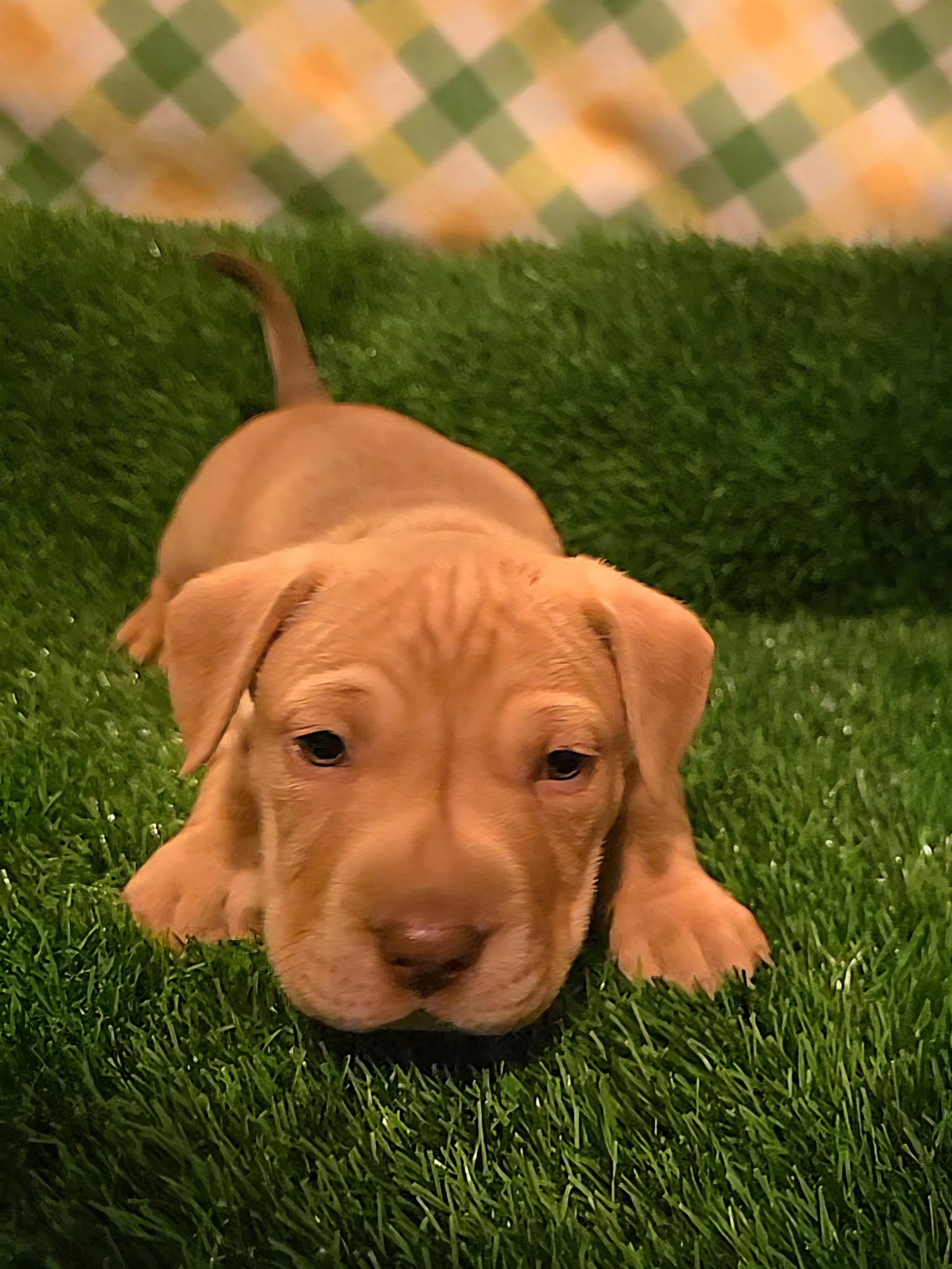 Enlarge Iron man , an adopted mixed breed in Hayward, CA image 4/6