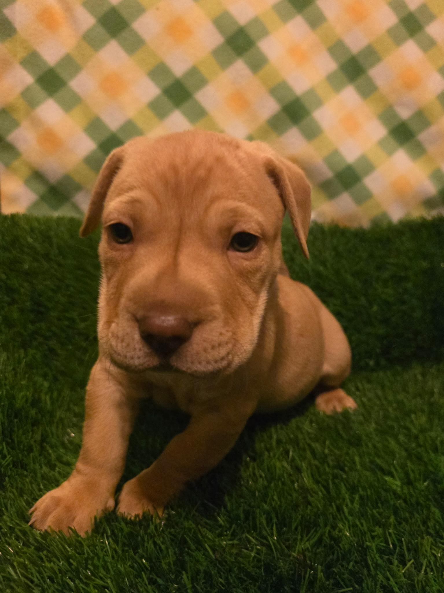 Enlarge Iron man , an adopted mixed breed in Hayward, CA image 2/6