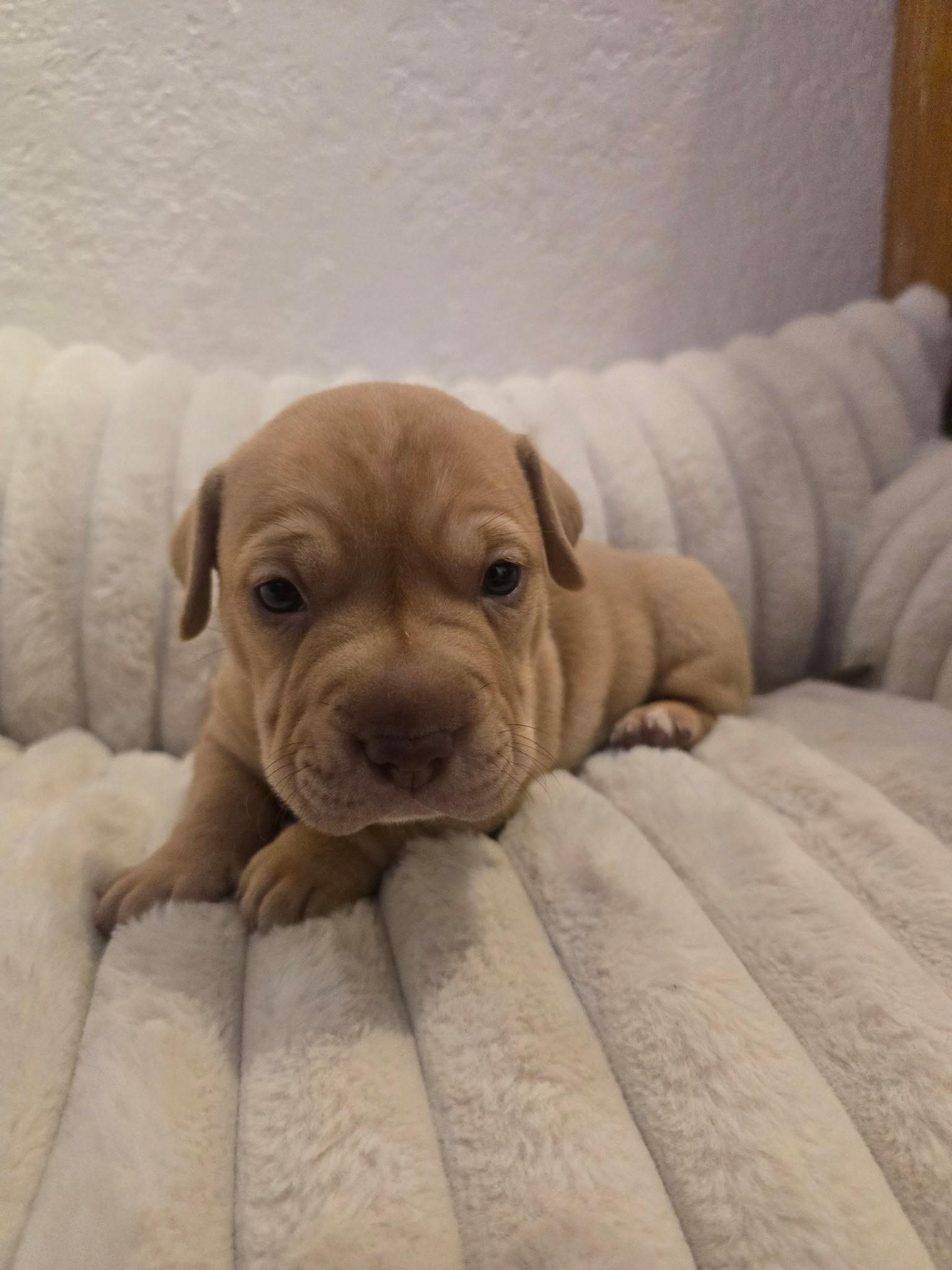 Enlarge Iron man , an adopted mixed breed in Hayward, CA image 6/6