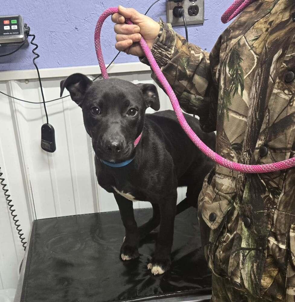 Izzy, Adoptable, Young Female Labrador Retriever.