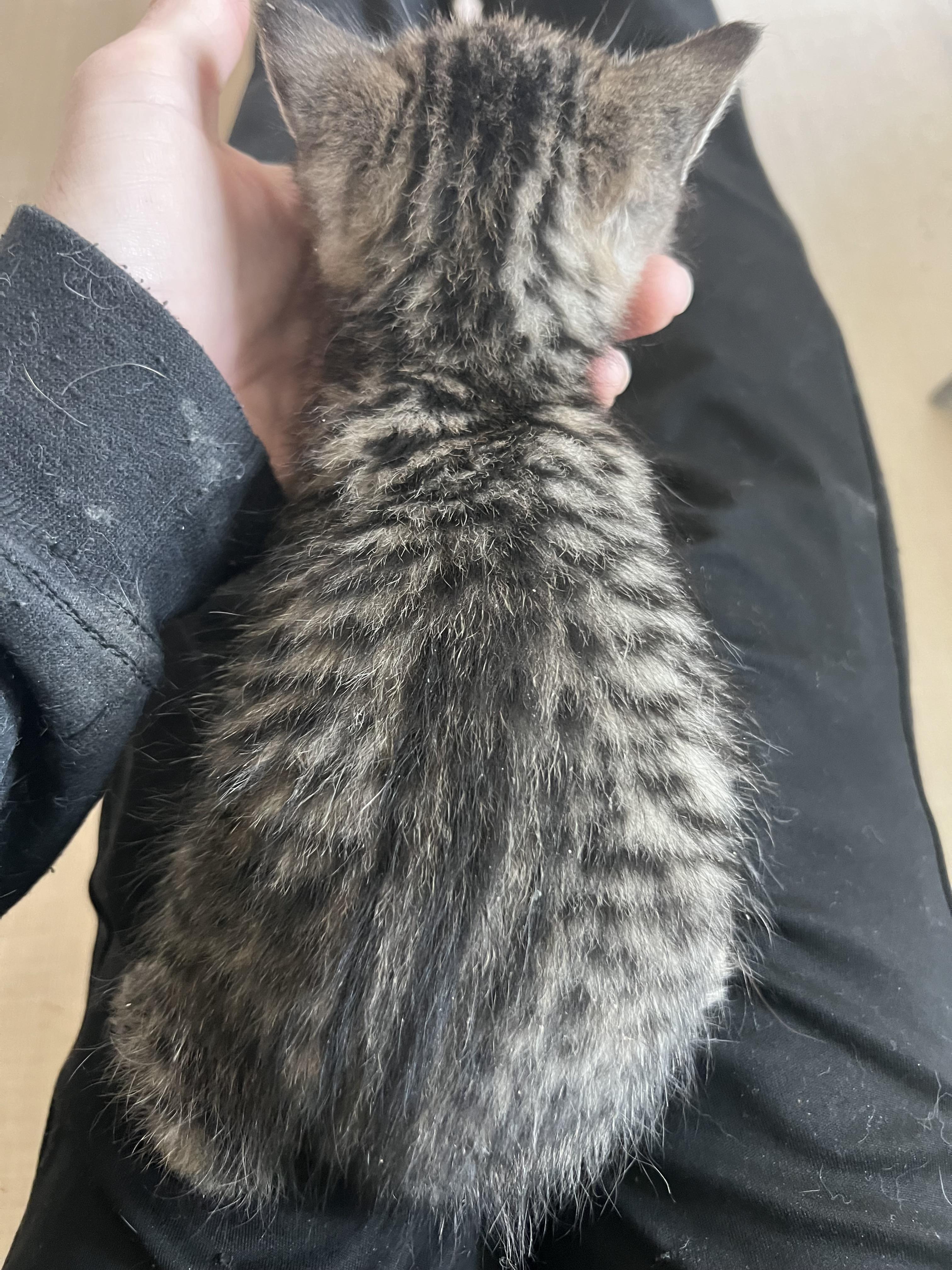 Timber — thumbnail 2