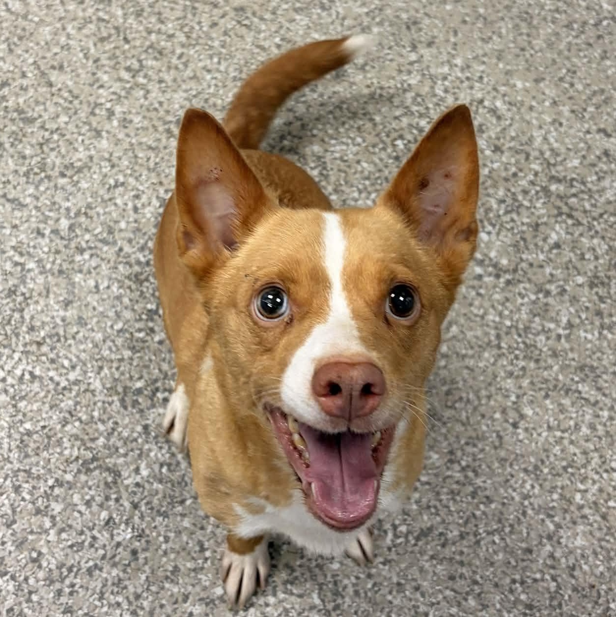 Tickie, Adoptable, Young Female Corgi & Chihuahua.