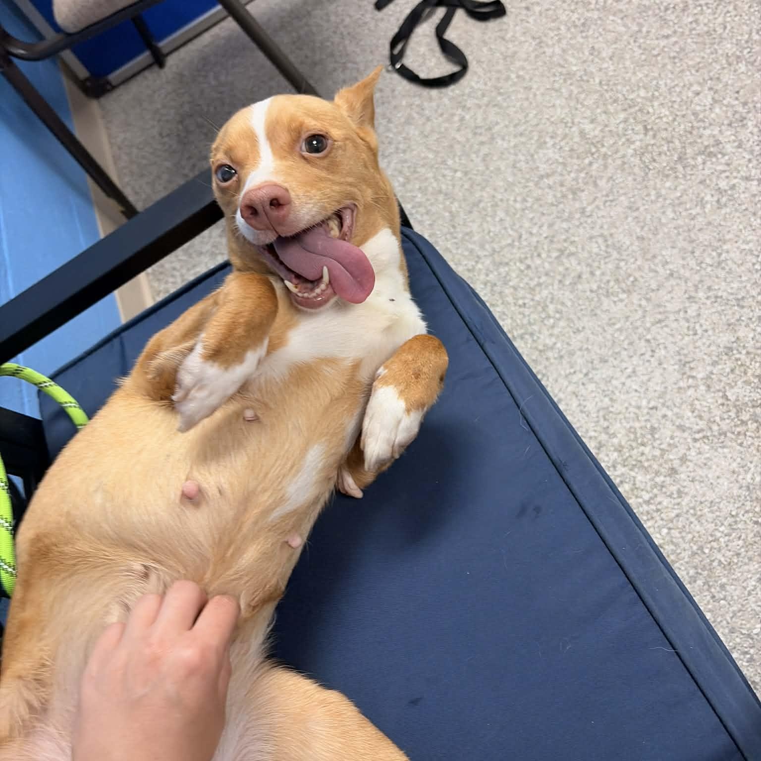 Enlarge Tickie, an adoption pending mixed breed in East Glastonbury, CT image 2/4