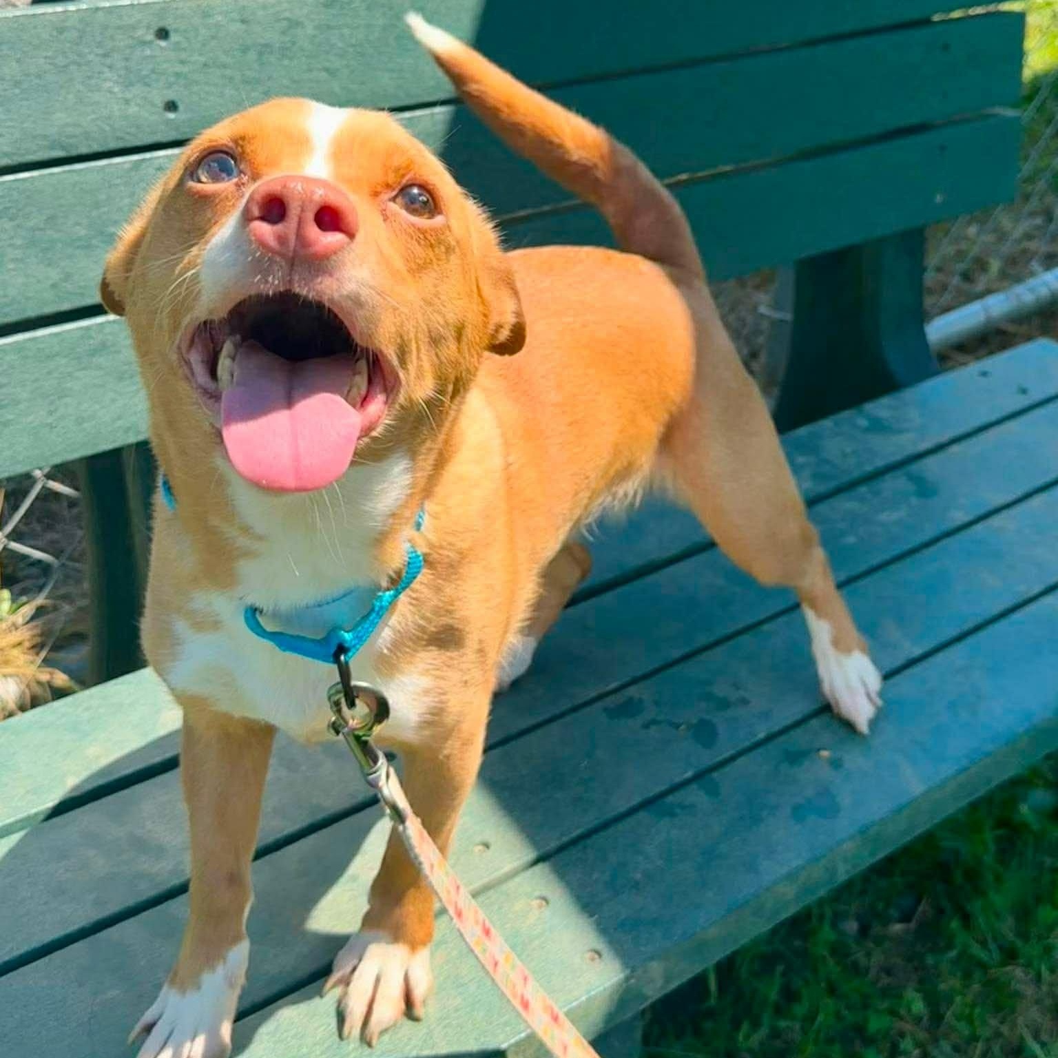 Enlarge Tickie, an adoption pending mixed breed in East Glastonbury, CT image 3/4