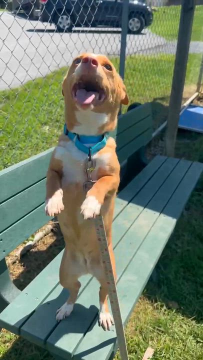 Enlarge Tickie, an adoption pending mixed breed in East Glastonbury, CT video 4/4