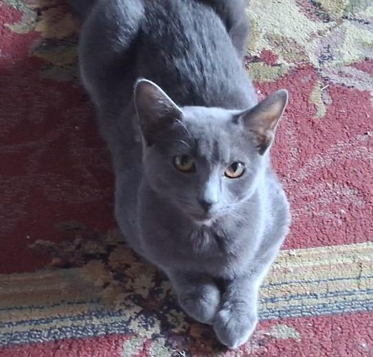 Smokey (Must Be Adopted With Fluffy), Adoptable, Kitten Female Russian Blue & Domestic Short Hair.