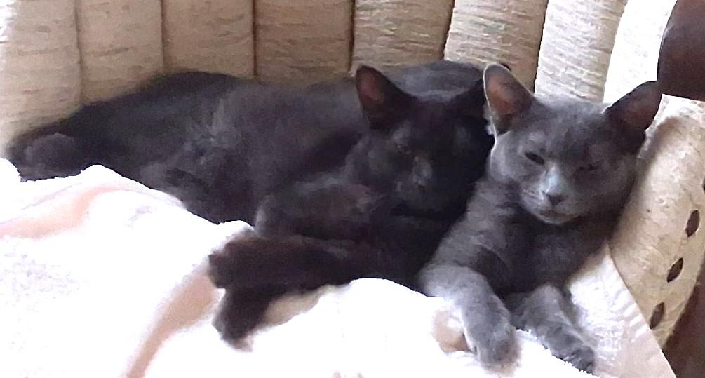 Smokey (Must Be Adopted With Fluffy), a Adoptable mixed breed in Nashville, TN image 2/6