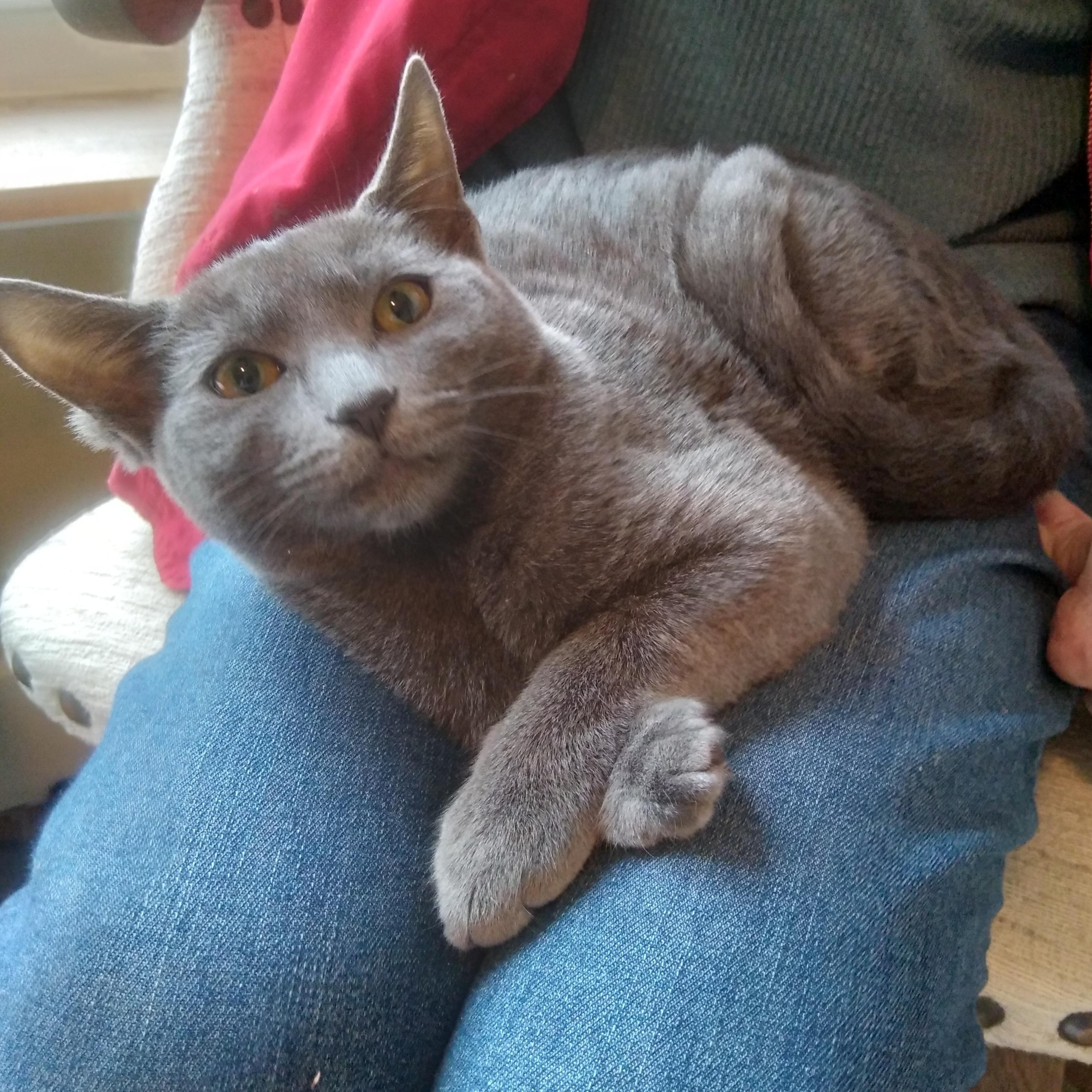 Smokey (Must Be Adopted With Fluffy), a Adoptable mixed breed in Nashville, TN image 3/6