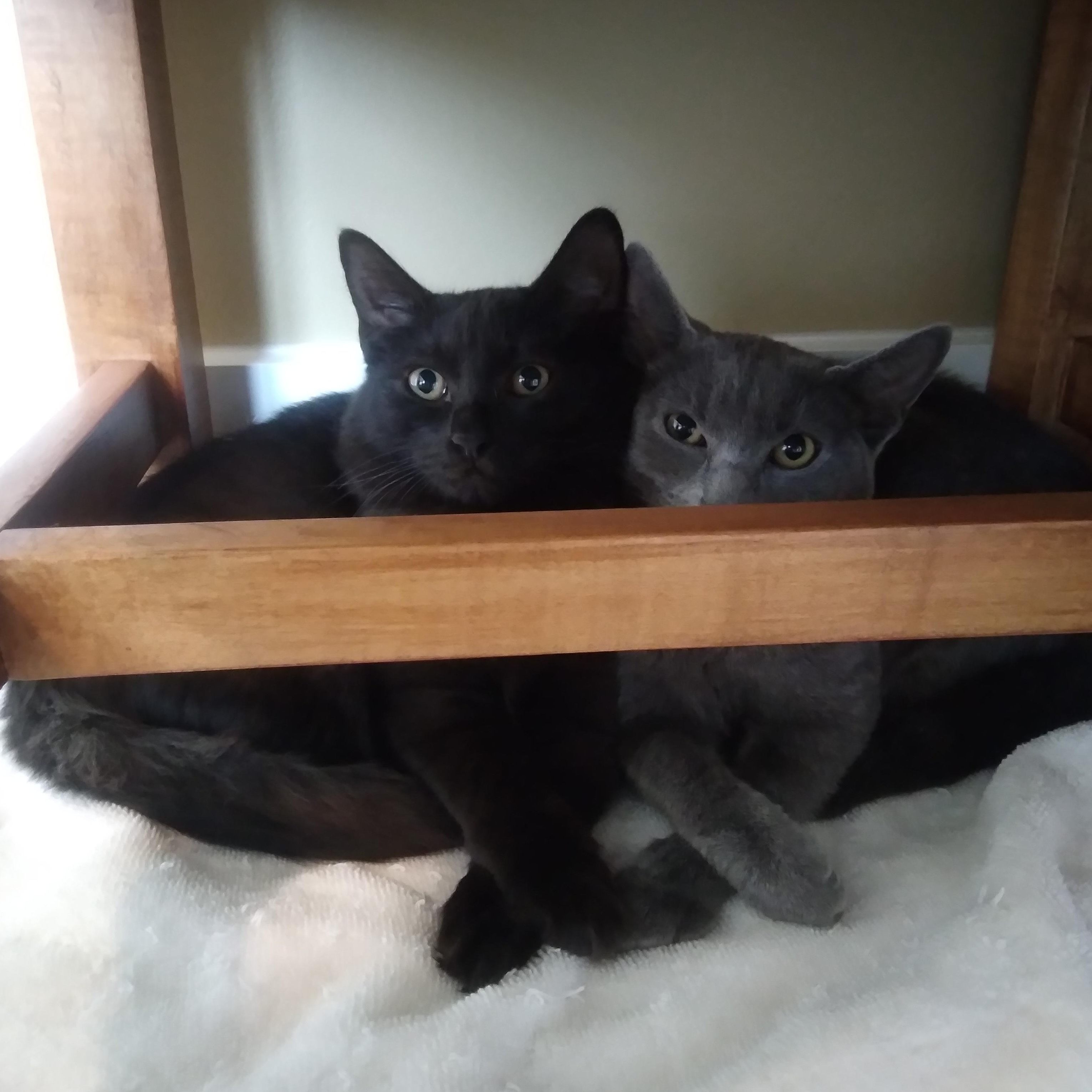 Smokey (Must Be Adopted With Fluffy), a Adoptable mixed breed in Nashville, TN image 6/6