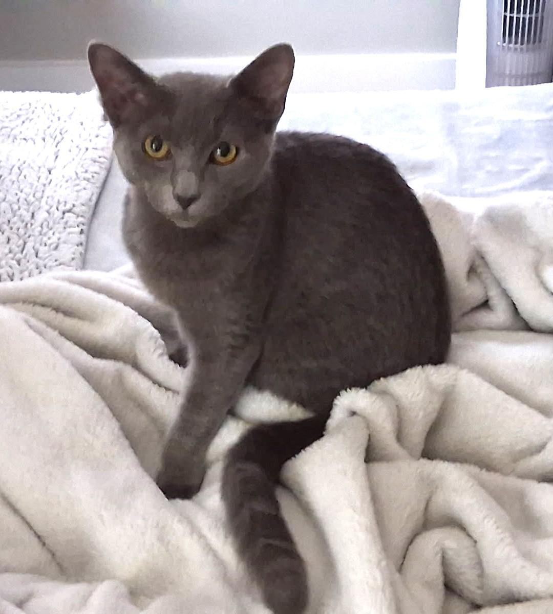 Smokey (Must Be Adopted With Fluffy), a Adoptable mixed breed in Nashville, TN image 4/6