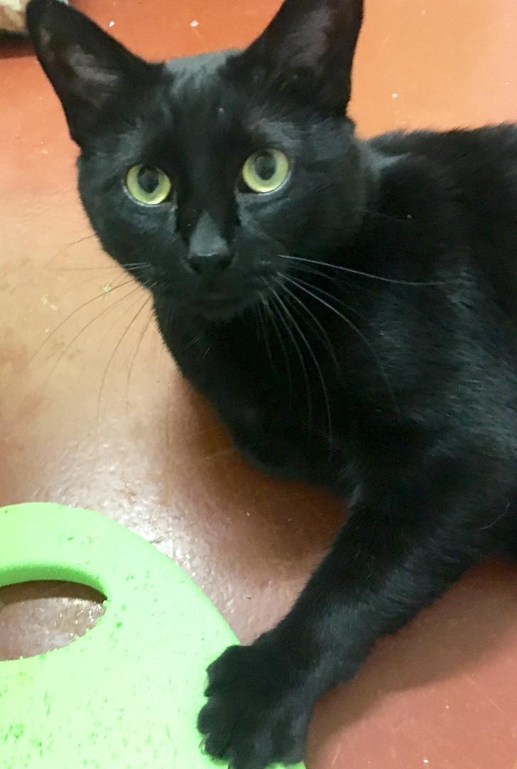 Jet, a Adoptable Domestic Short Hair in Kansas City, MO image 1/2