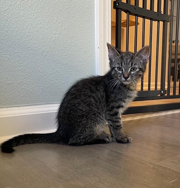 Kenickie, a Adoptable Domestic Short Hair in Lake Wylie, SC image 1/4