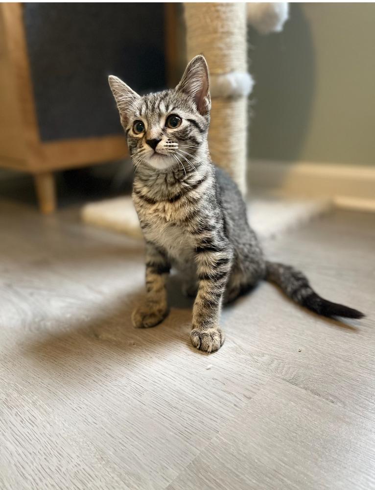 Kenickie, a Adoptable Domestic Short Hair in Lake Wylie, SC image 2/4