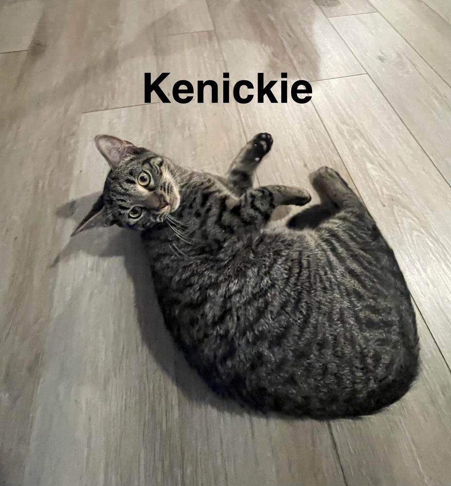 Kenickie, Adoptable, Kitten Male Domestic Short Hair.