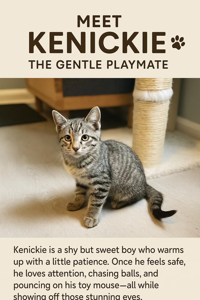 Kenickie, a Adoptable Domestic Short Hair in Lake Wylie, SC image 4/4