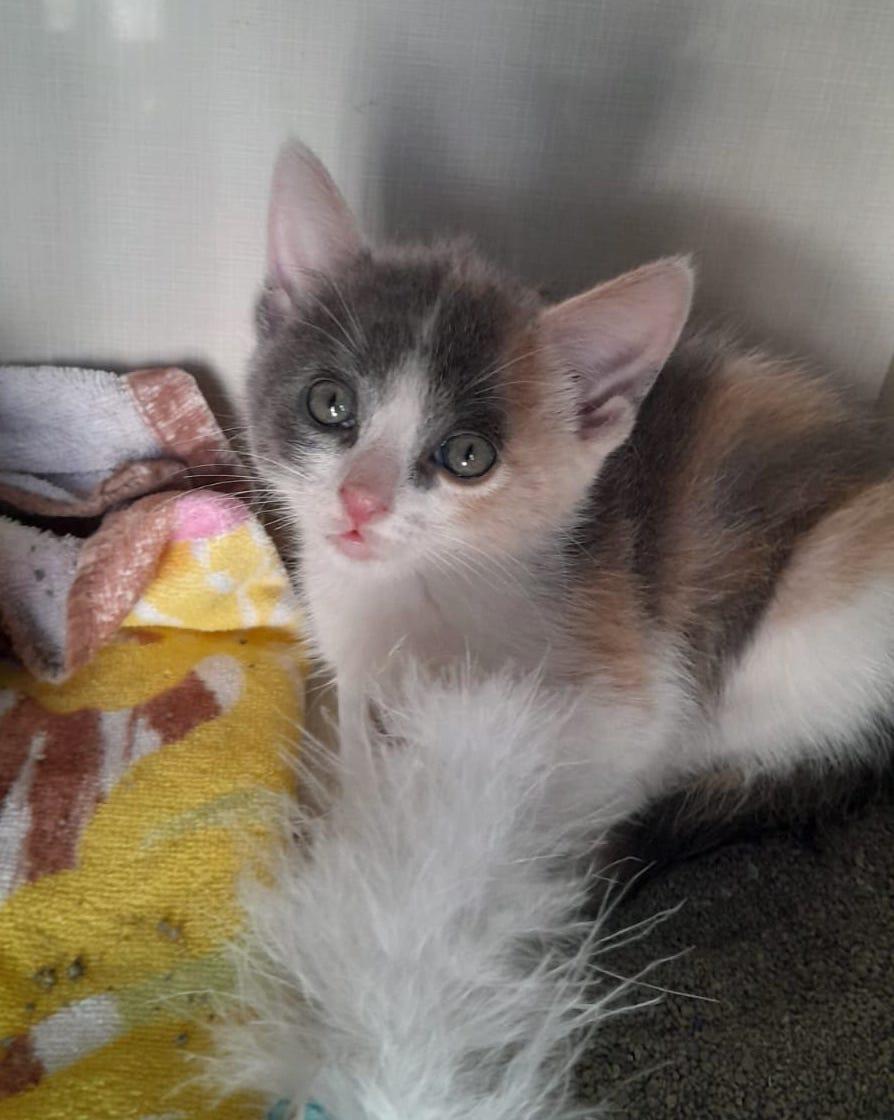 Heidi(3), an adoptable American Shorthair in Mexicali, BCN, 21280 | Photo Image 1
