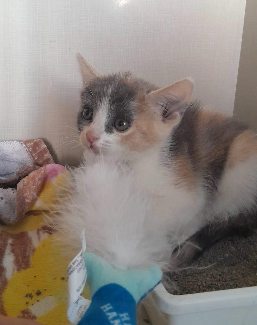 Heidi(3), an adoptable American Shorthair in Mexicali, BCN, 21280 | Photo Image 3