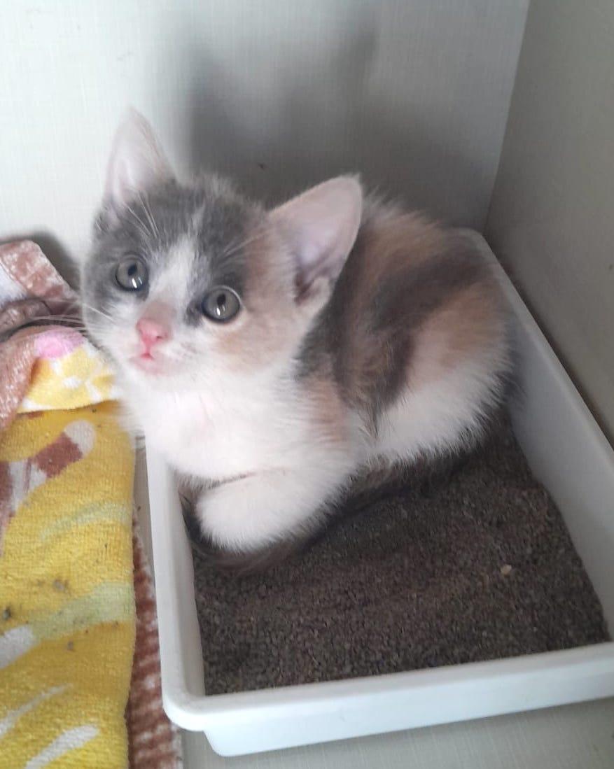 Heidi(3), an adoptable American Shorthair in Mexicali, BCN, 21280 | Photo Image 2