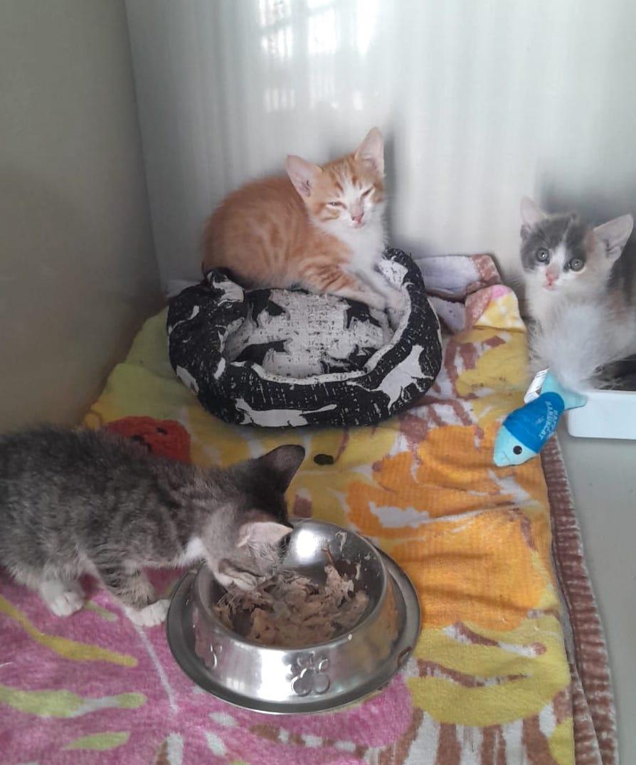 Heidi(3), an adoptable American Shorthair in Mexicali, BCN, 21280 | Photo Image 4