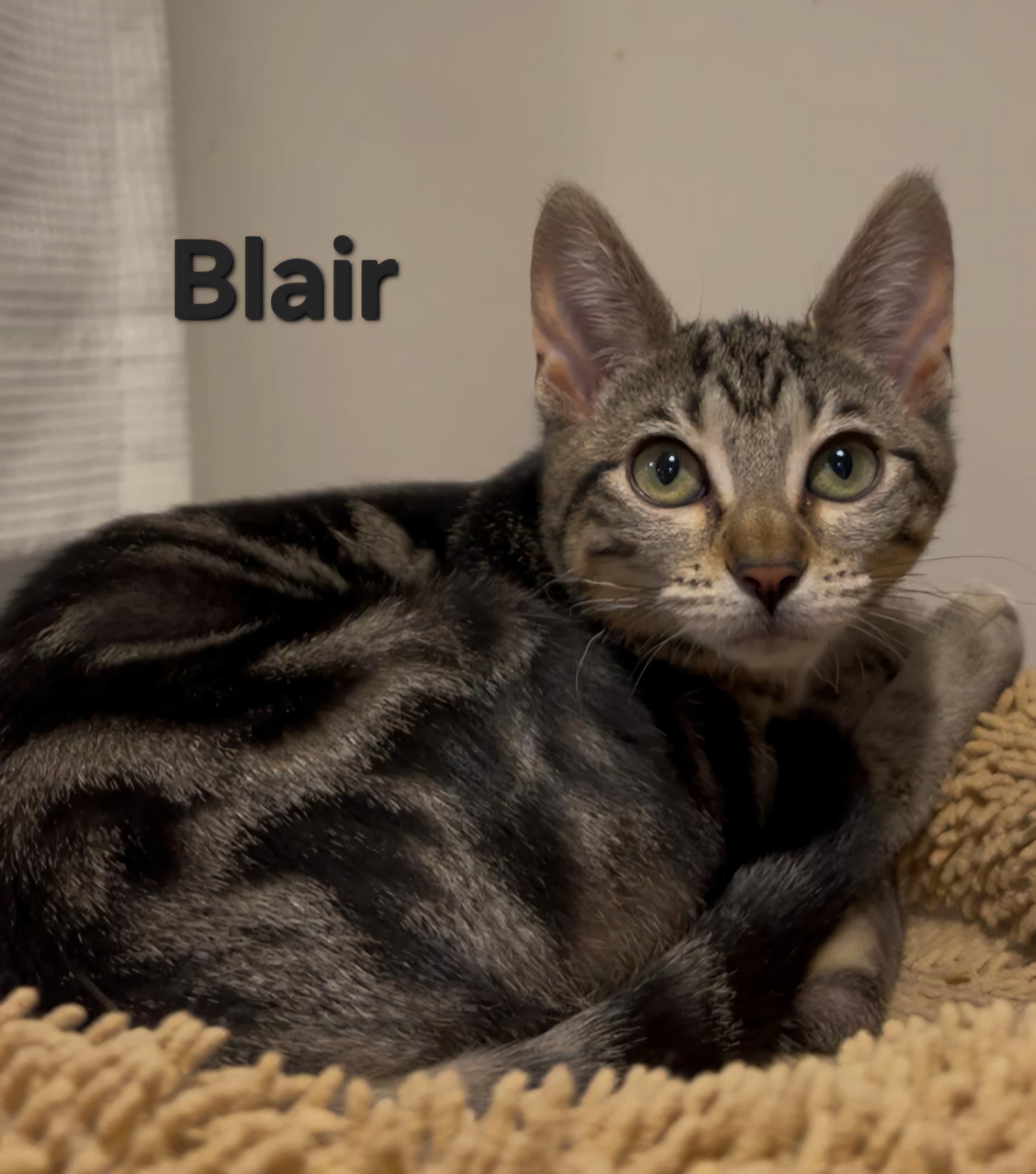 Blair, a ADOPTABLE Domestic Short Hair in Sewell, NJ image 2/2
