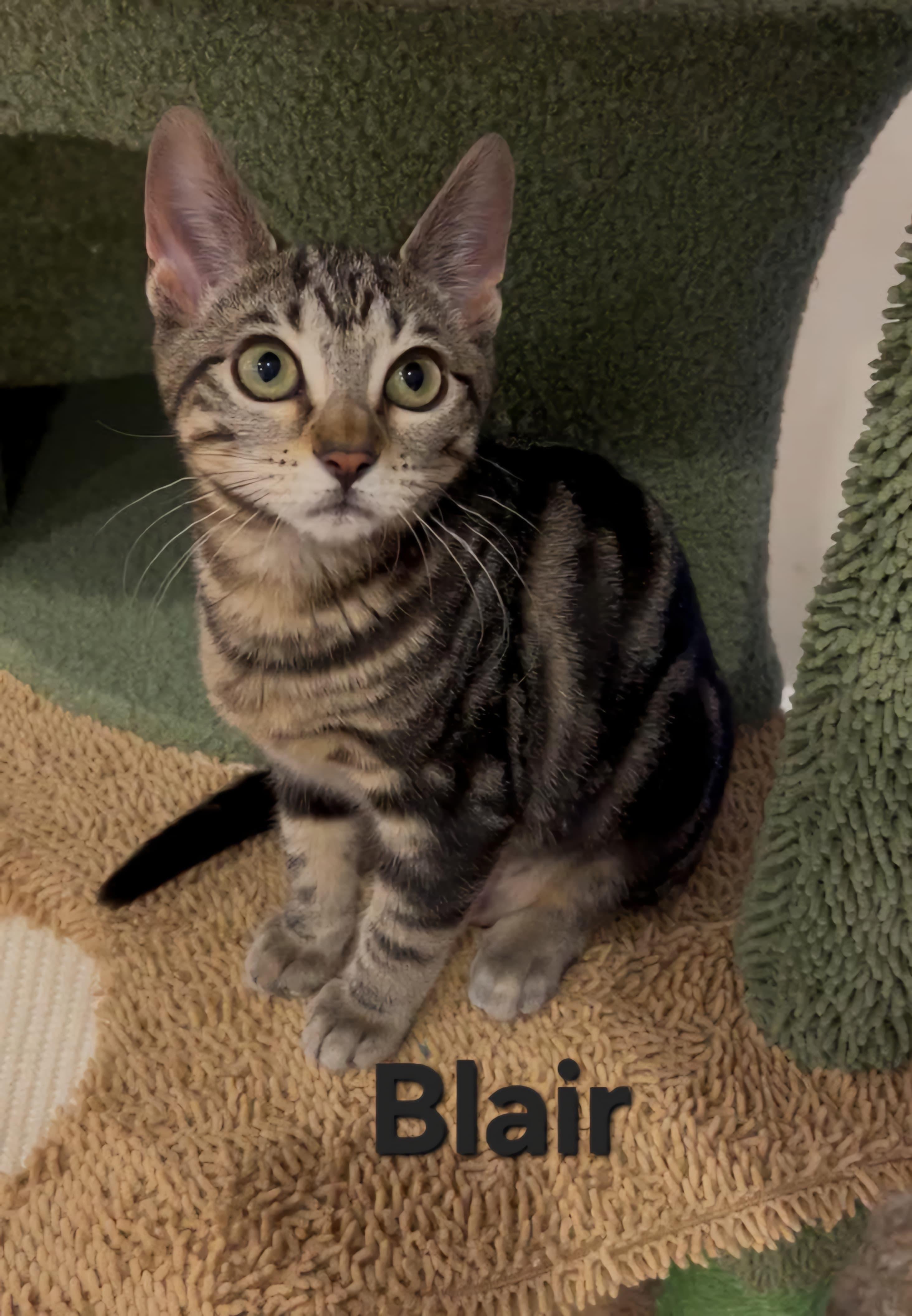 Blair, a ADOPTABLE Domestic Short Hair in Sewell, NJ image 1/2