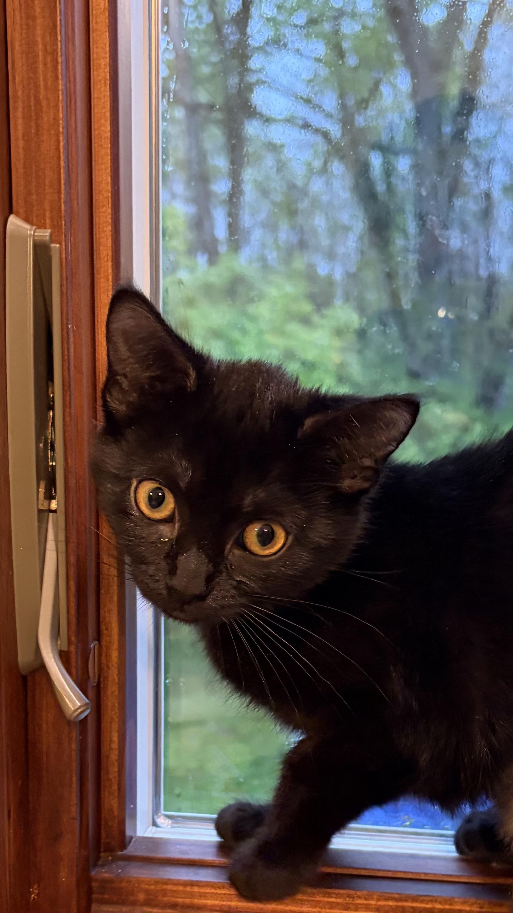 Enlarge Velma , a Adoptable Domestic Short Hair in Independence, OH image 2/2