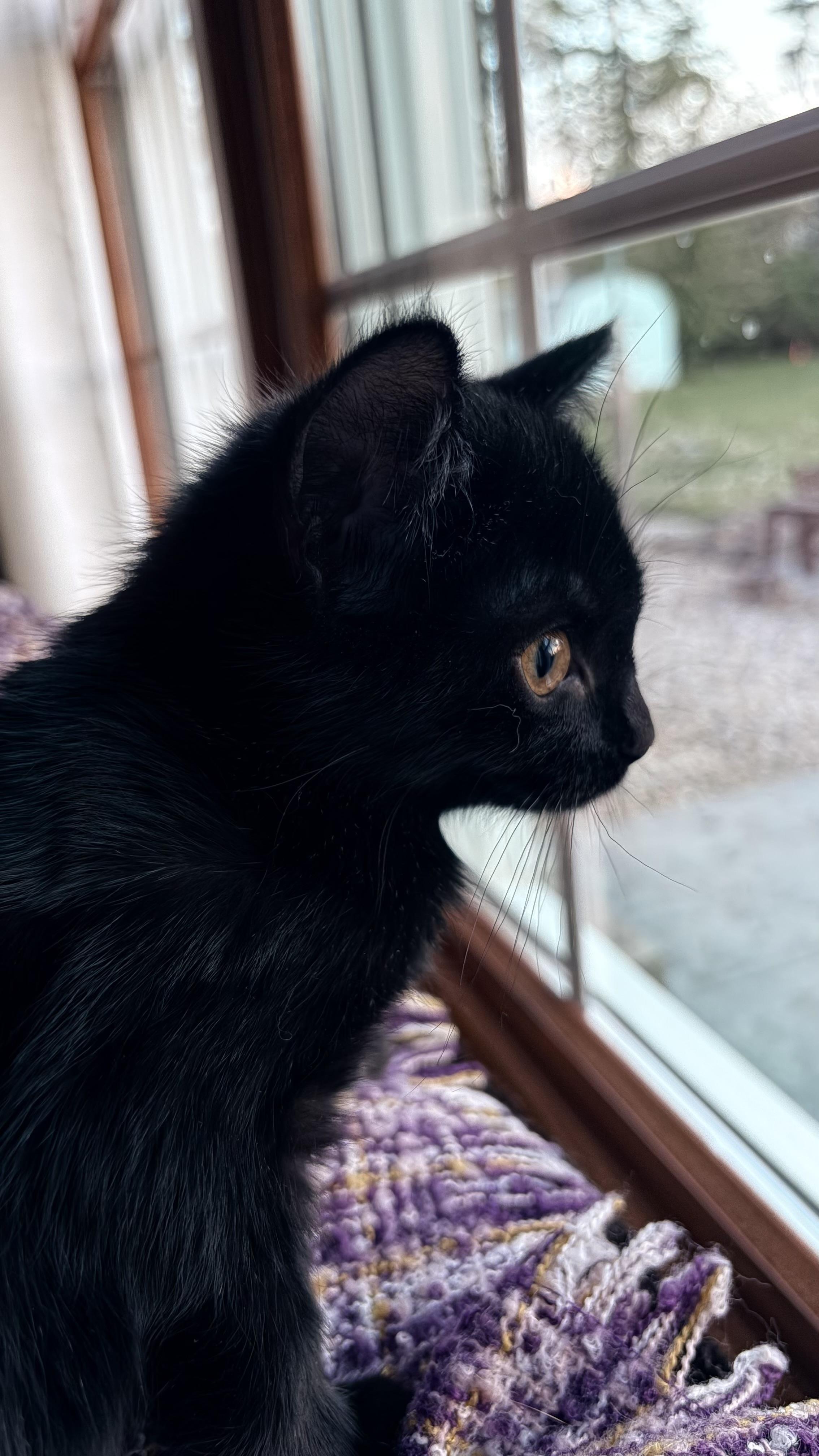 Velma , Adoptable, Kitten Female Domestic Short Hair.