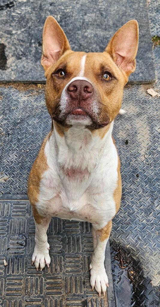 Odin, a Adoptable mixed breed in Sherwood, AR image 1/6