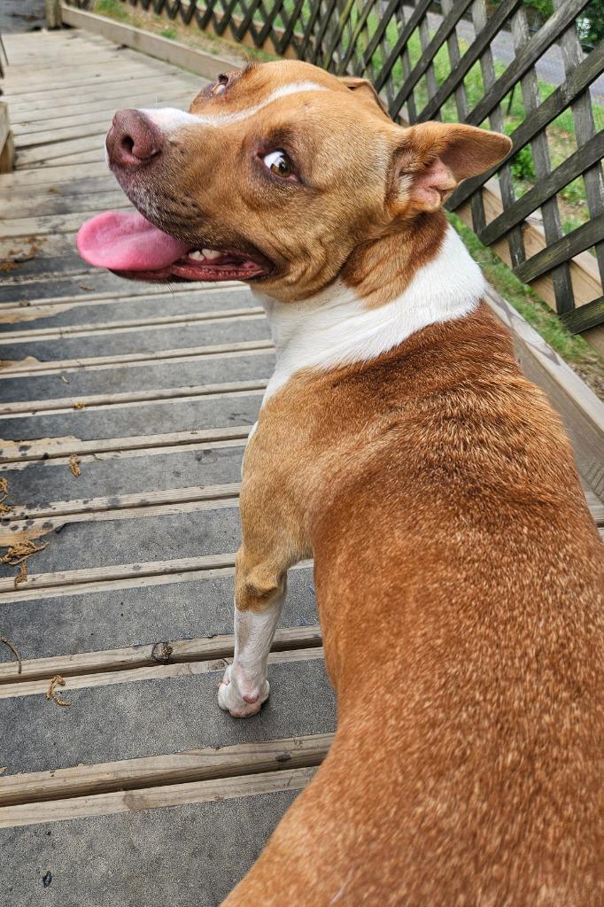Odin, a Adoptable mixed breed in Sherwood, AR image 2/6