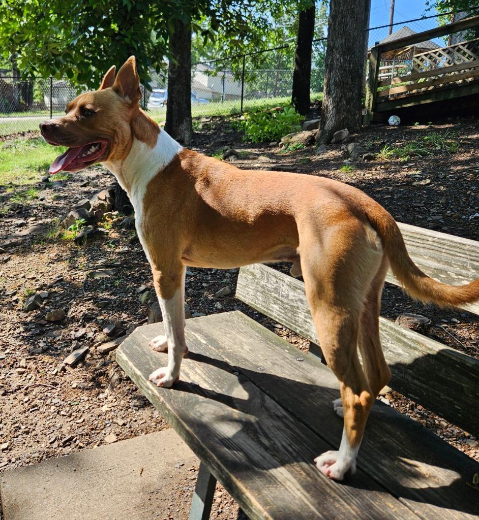 Odin, a Adoptable mixed breed in Sherwood, AR image 3/6