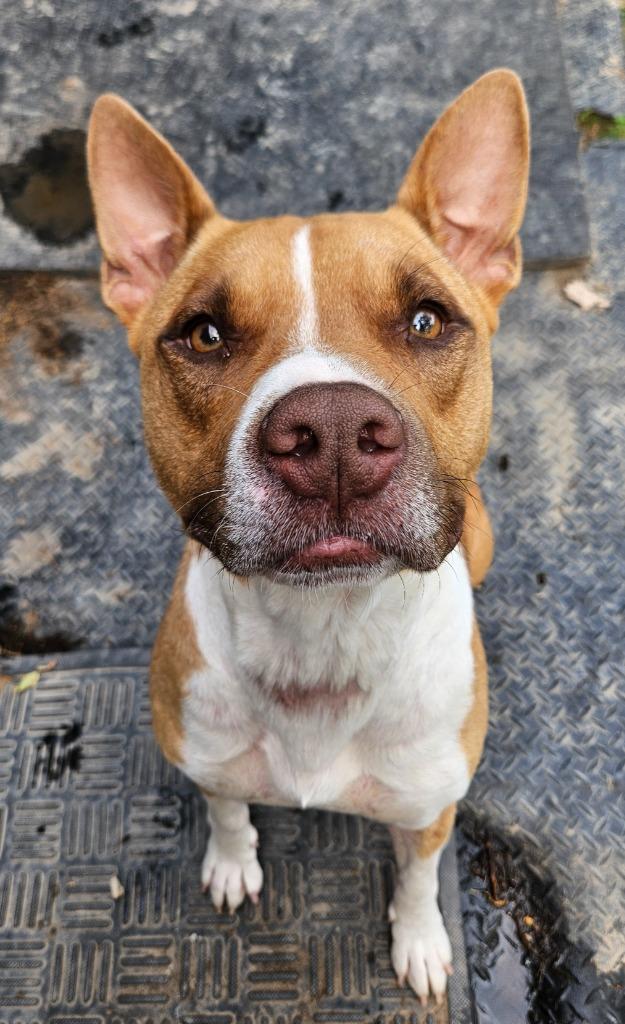 Odin, a Adoptable mixed breed in Sherwood, AR image 4/6