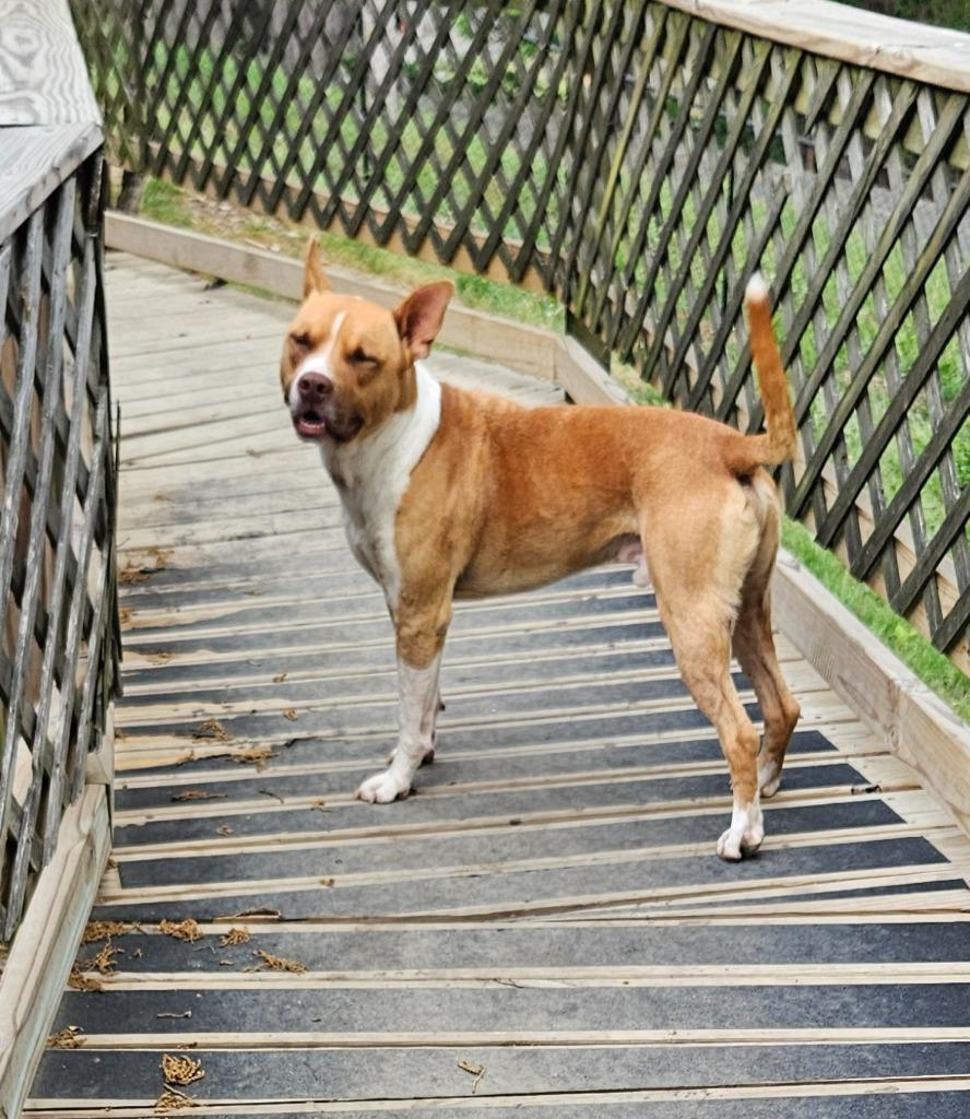 Odin, a Adoptable mixed breed in Sherwood, AR image 5/6