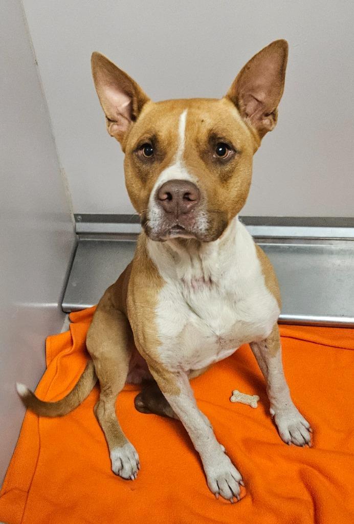 Enlarge Odin, a Adoptable mixed breed in Sherwood, AR image 1/1