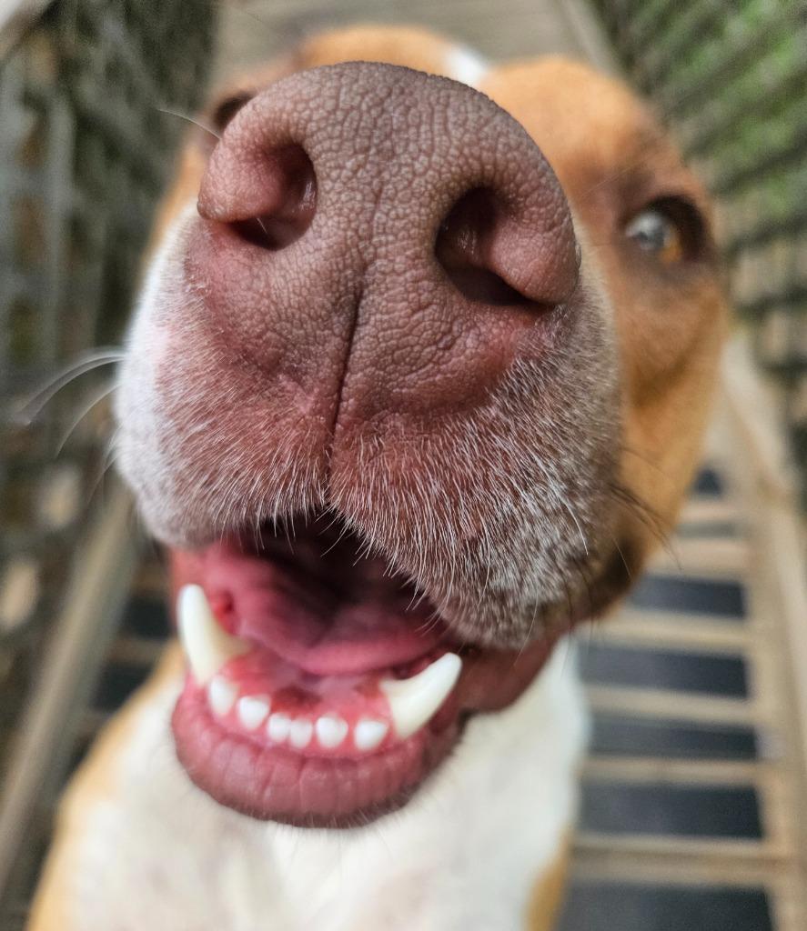 Odin, a Adoptable mixed breed in Sherwood, AR image 6/6