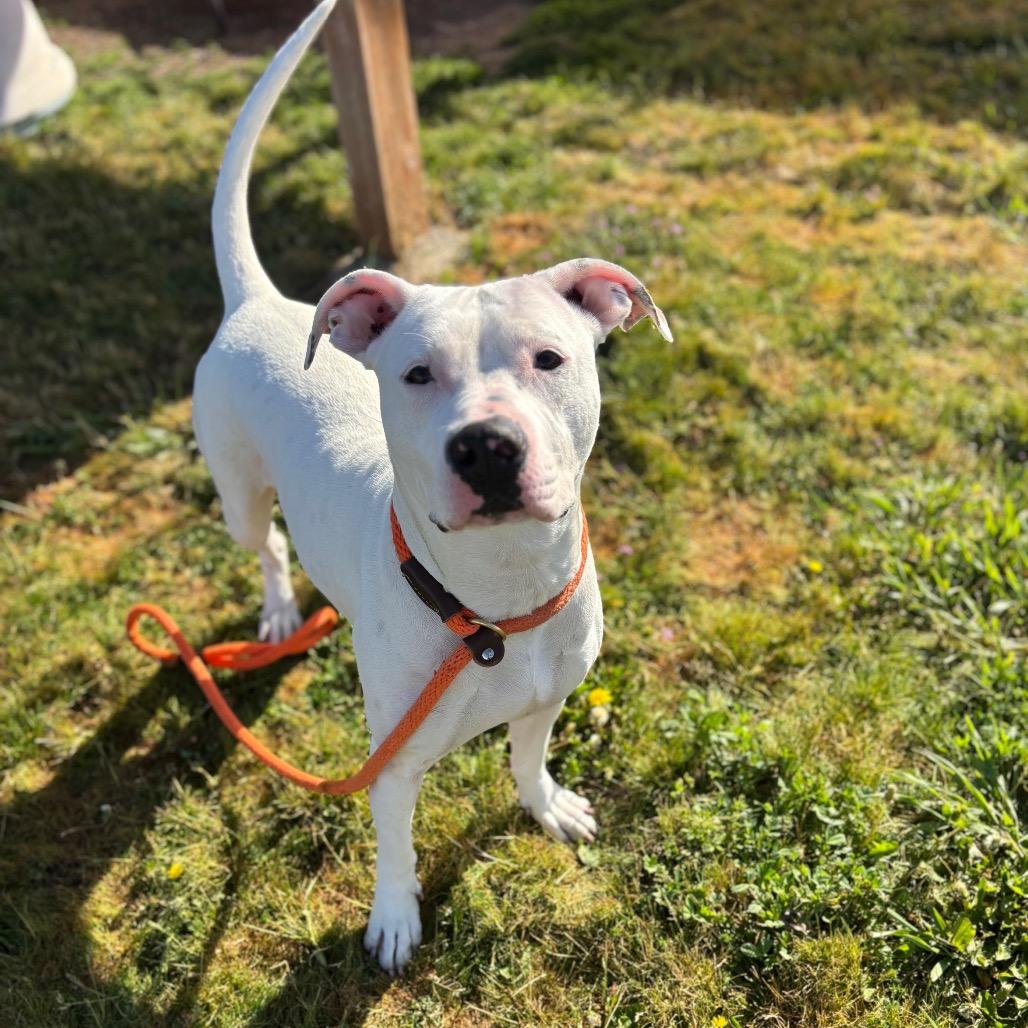 Breve, Adoptable, Adult Female Mixed Breed.
