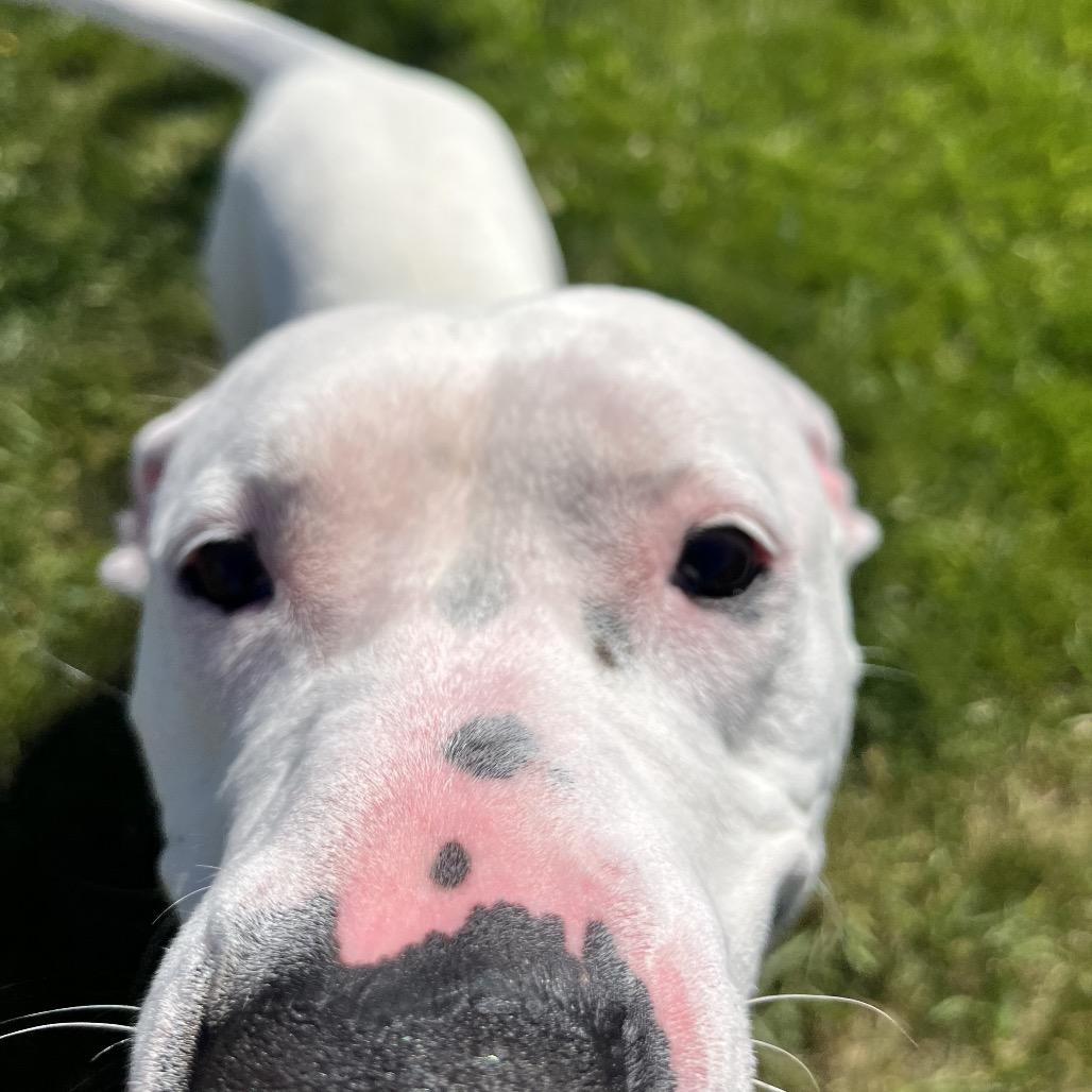 Breve, a Adoptable Mixed Breed in Spokane, WA image 2/6