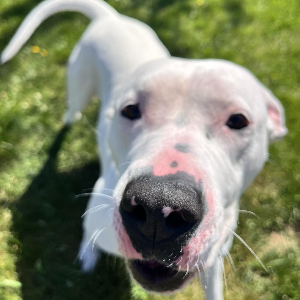 Breve, a Adoptable Mixed Breed in Spokane, WA image 3/6