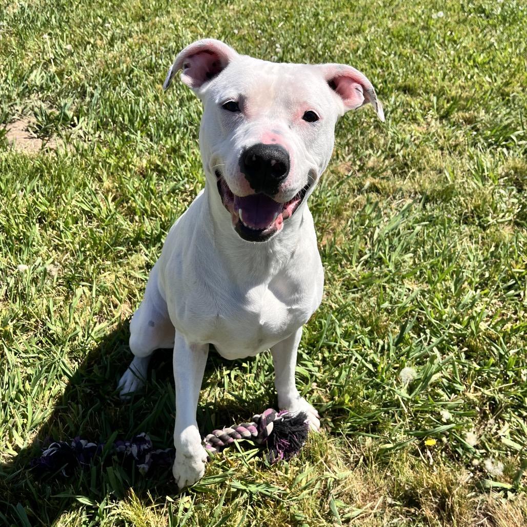 Breve, a Adoptable Mixed Breed in Spokane, WA image 4/6