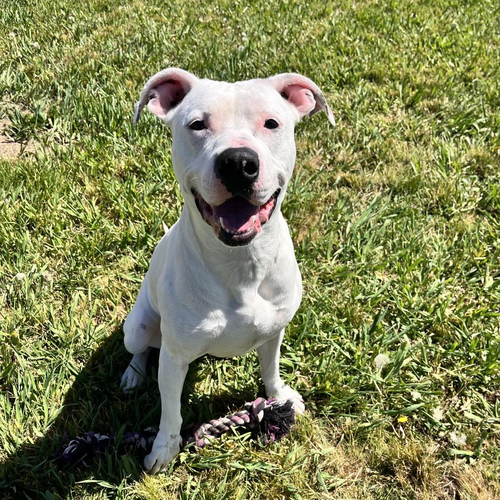 Breve, a Adoptable Mixed Breed in Spokane, WA image 5/6