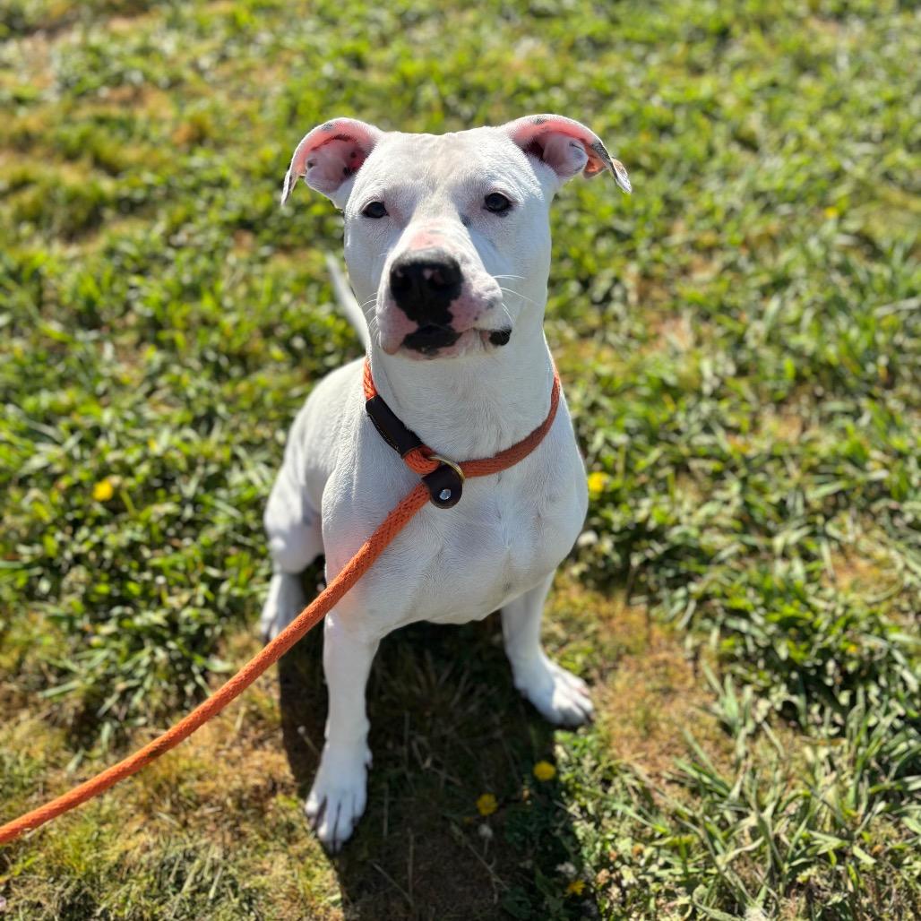 Breve, a Adoptable Mixed Breed in Spokane, WA image 6/6