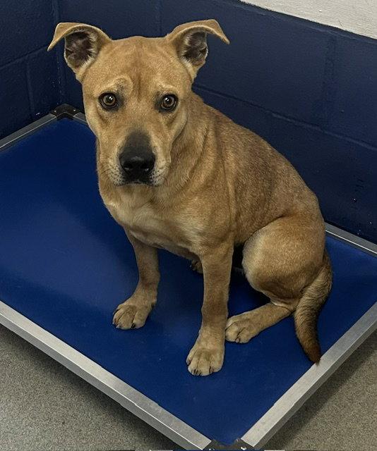 Boy 2 years AVAILABLE 5/20, Adoptable, Adult Male Mixed Breed.