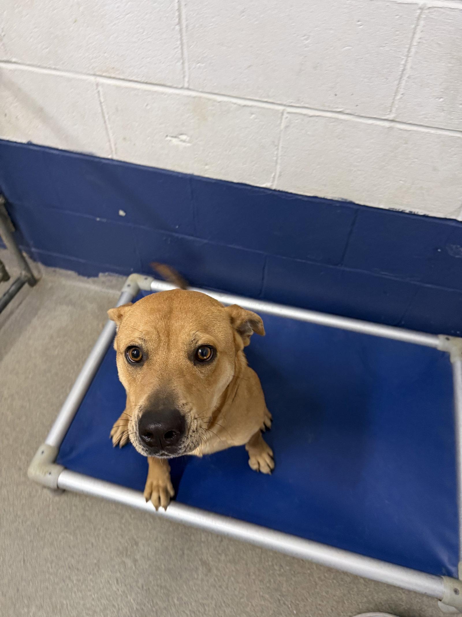 Boy 2 years, Adoptable, Adult Male Mixed Breed.
