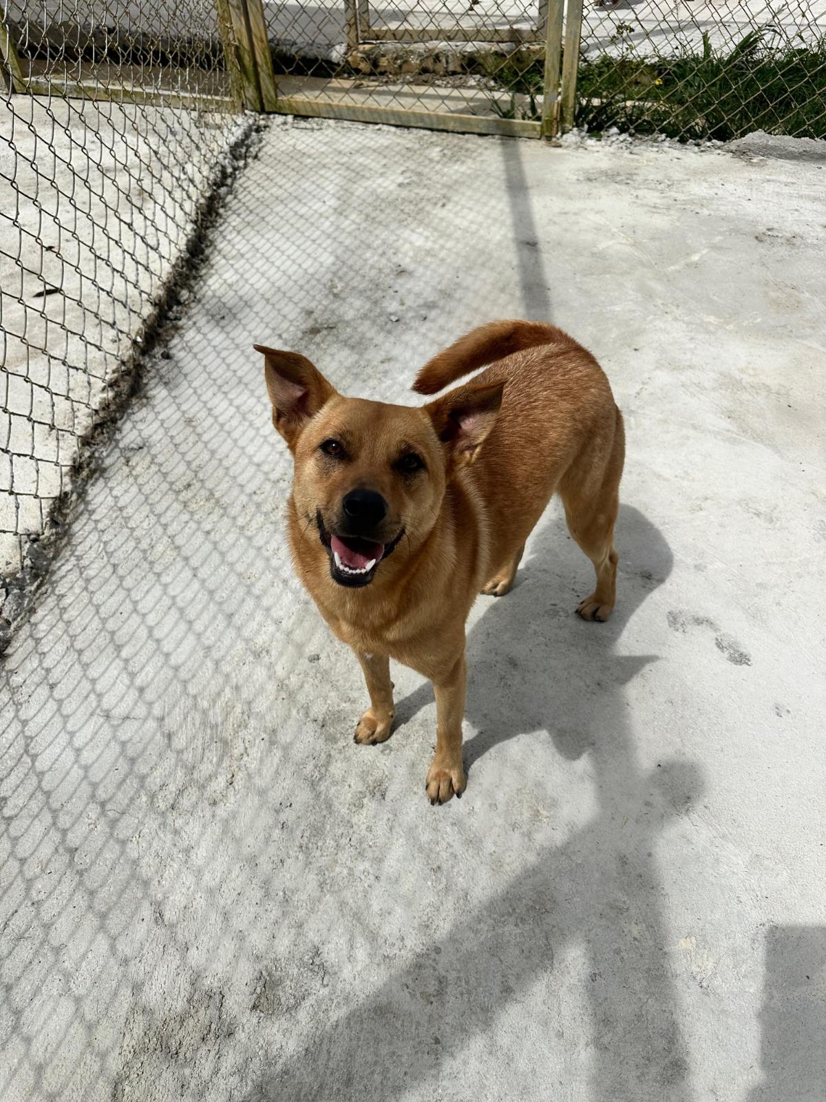 Enlarge Mara, a ADOPTABLE mixed breed in Ardara, PA image 1/1