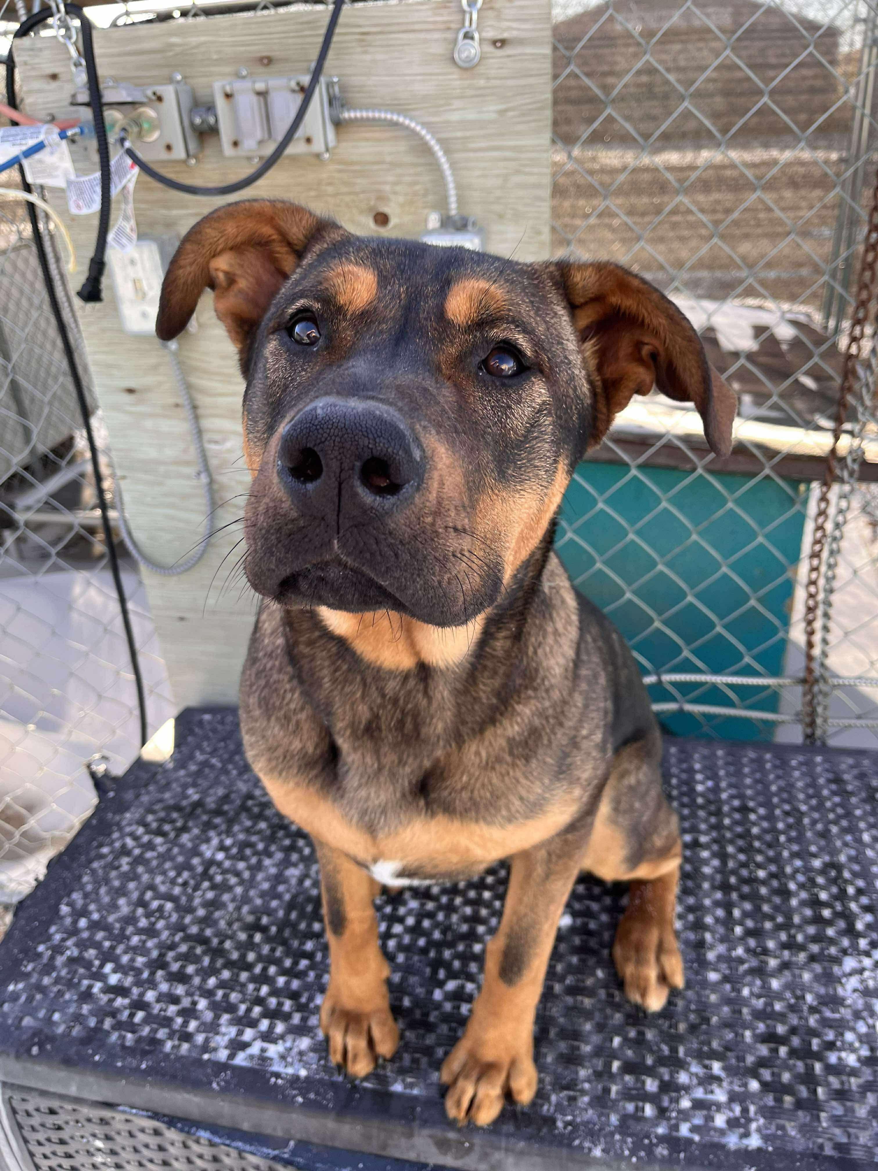 Gem, Young Male German Shepherd Dog