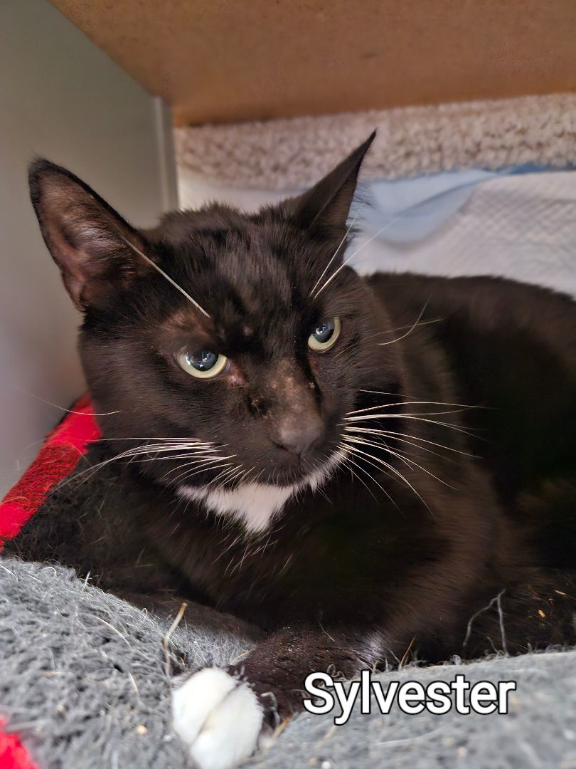 Enlarge Salvester, a Adoptable Tuxedo in Chalfont, PA image 1/1