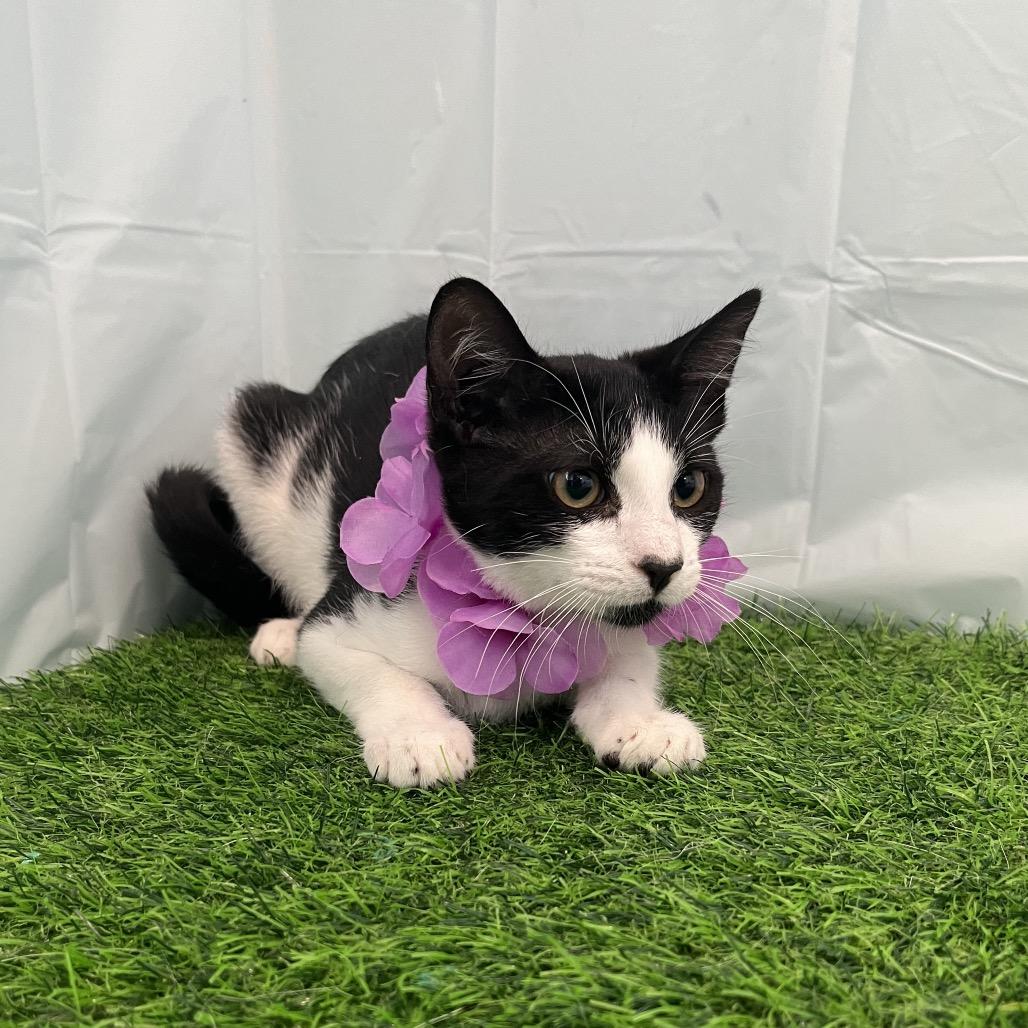 Sam, Adoptable, Young Male Domestic Short Hair.