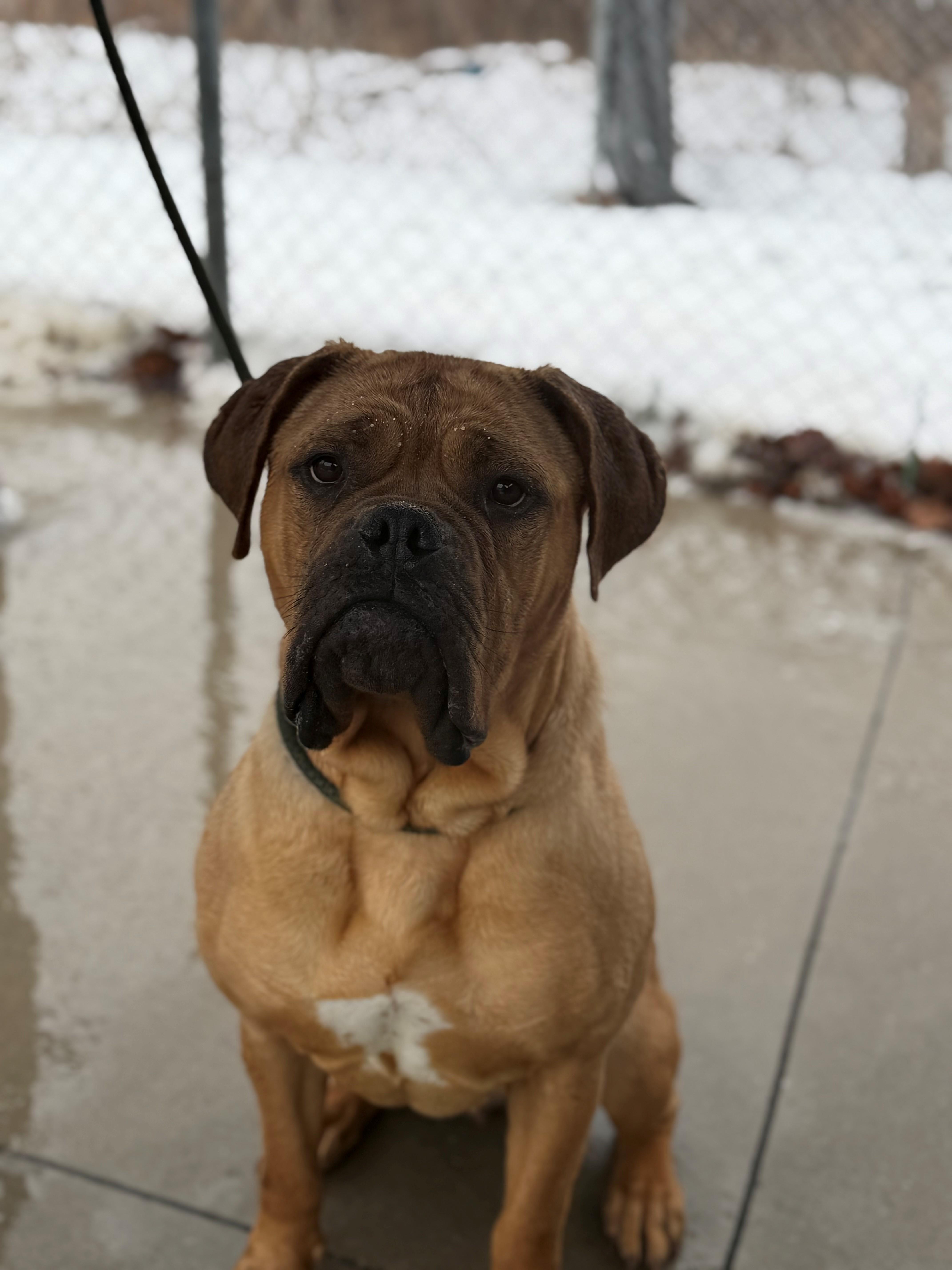 Enlarge Paris, an adoptable mixed breed in Hamilton, ON image 5/6