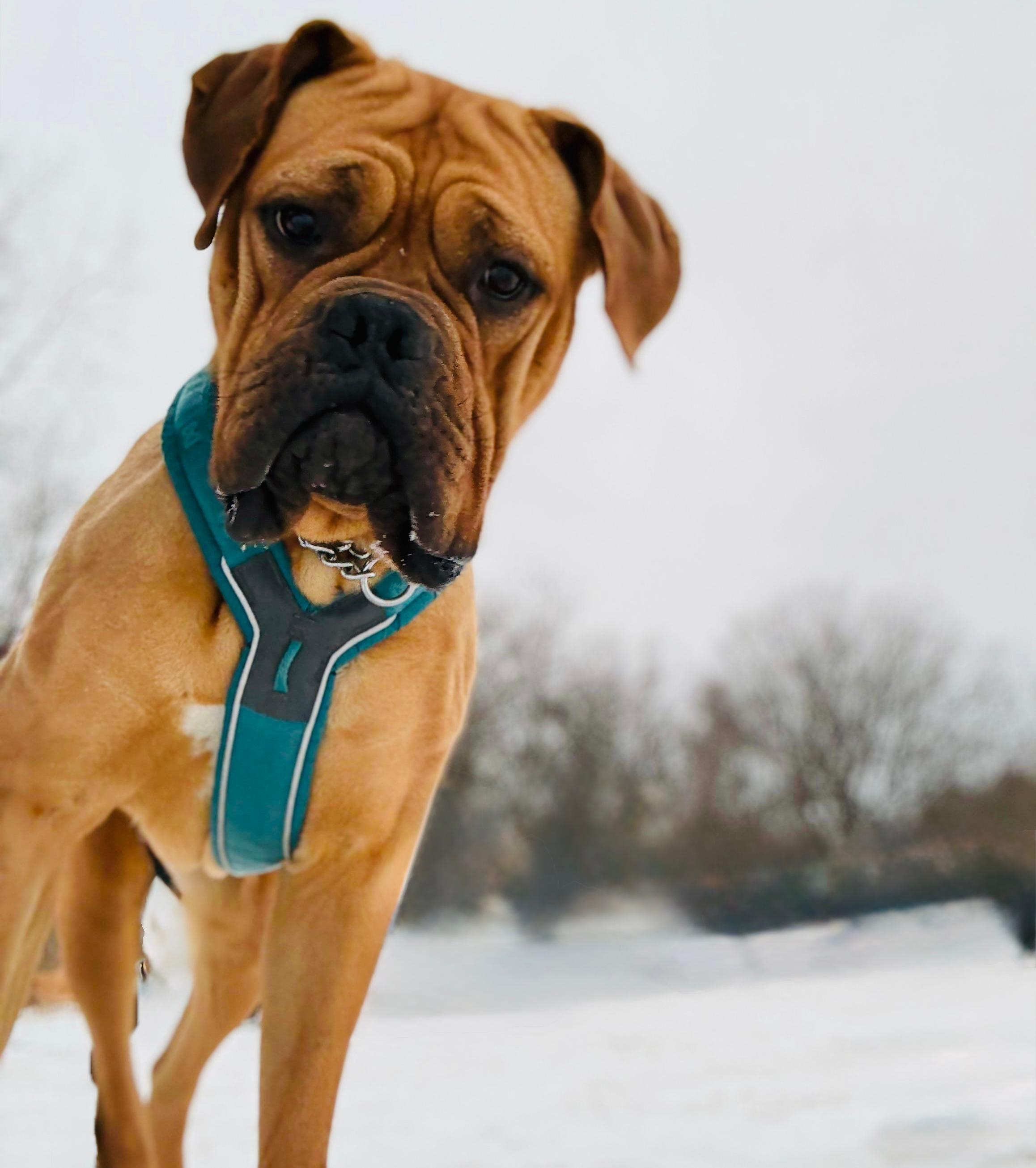 Enlarge Paris, an adoptable mixed breed in Hamilton, ON image 1/6